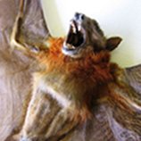 ✦ Bats & Skeletons