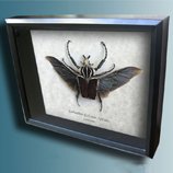 ✦ Beetles