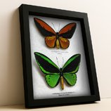 ✦ Butterfly Sets