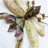 ✦ Mantises, Wasps & Bees