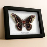 ✦ Moths