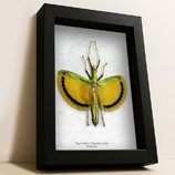 ✦ Stick & Leaf Insects