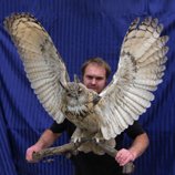 ✦ Taxidermy Birds & Insects