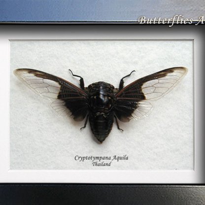 • Cryptotympana Aquila Batwing Cicada Framed Entomology Shadowbox Display