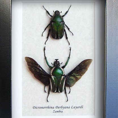• Dicronorrhina Derbyana Layardi Pair Layard’s Flower Chafer Framed Entomology Shadowbox Display