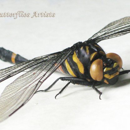 Gomphidictinus Tongi Club-tailed Dragonfly Odonata Framed Entomology Shadowbox