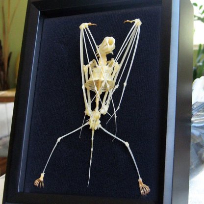 Hipposideros Diadema Real Bat Skeleton Diadem Roundleaf Museum Quality Display