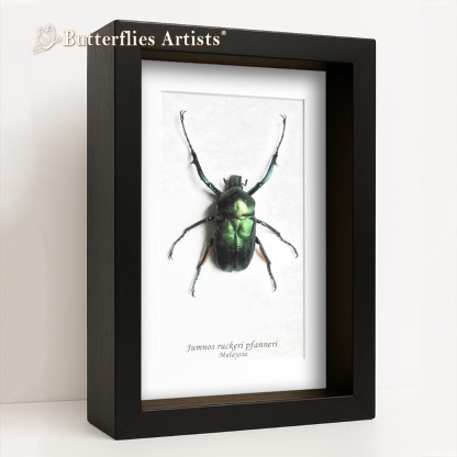 •Jumnos Ruckeri Pfanneri Rare Large Metallic Green Beetle Framed Entomology Shadowbox Display
