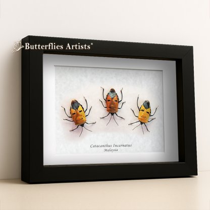 • Catacanthus Incarnatus Trio Man Face Bugs Framed Entomology Shadowbox Display