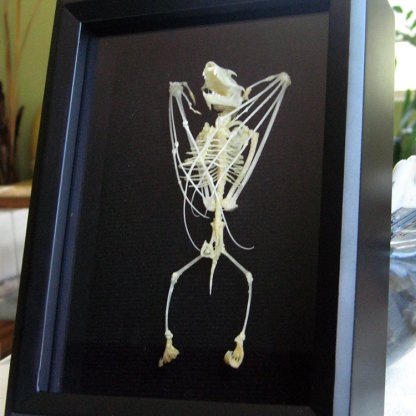 • Eonycteris Spelaea Wolf-Faced Vampire Bat Gothic Skeleton Display Framed Entomology Shadowbox Display